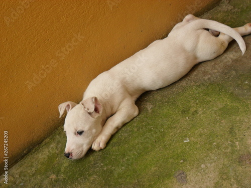 Meu filhote de pitbull