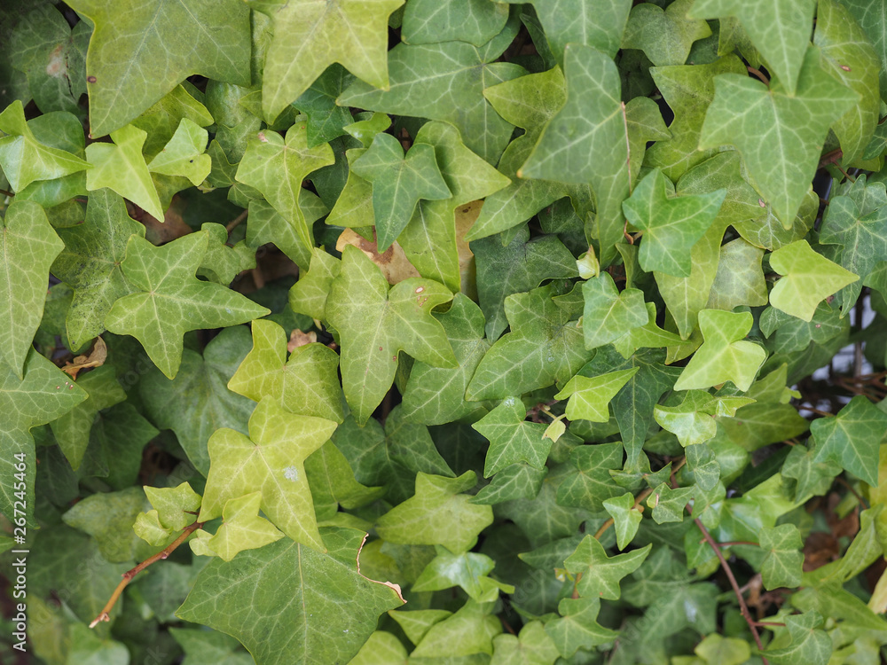 Fototapeta premium ivy plant background