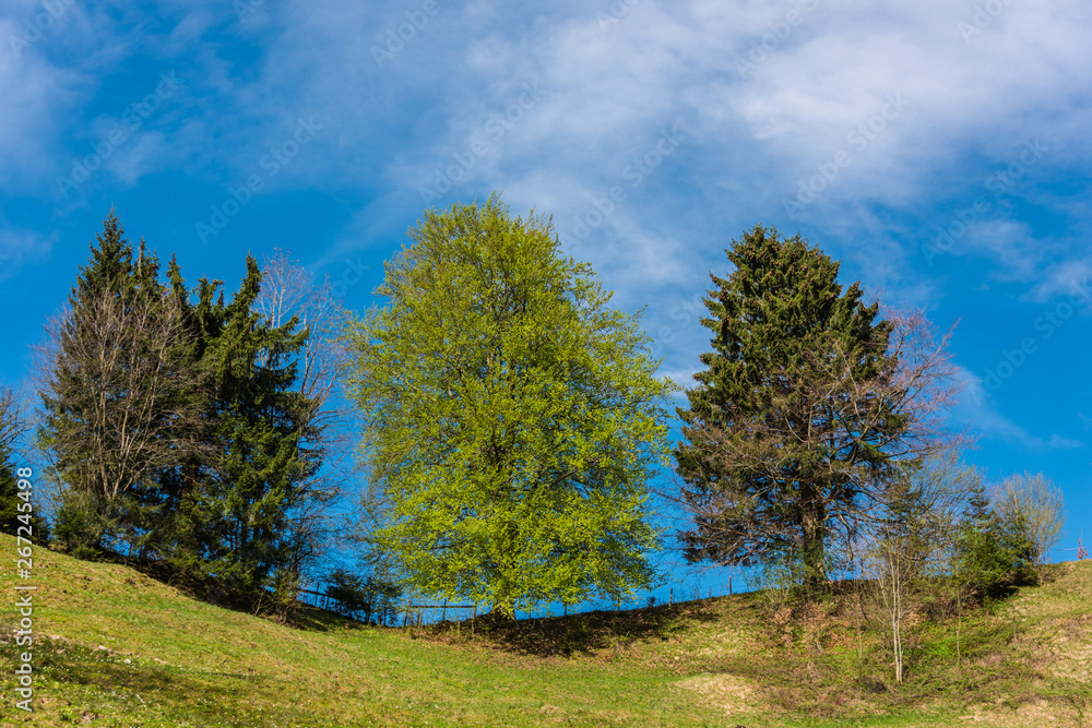 Landscape with green nature