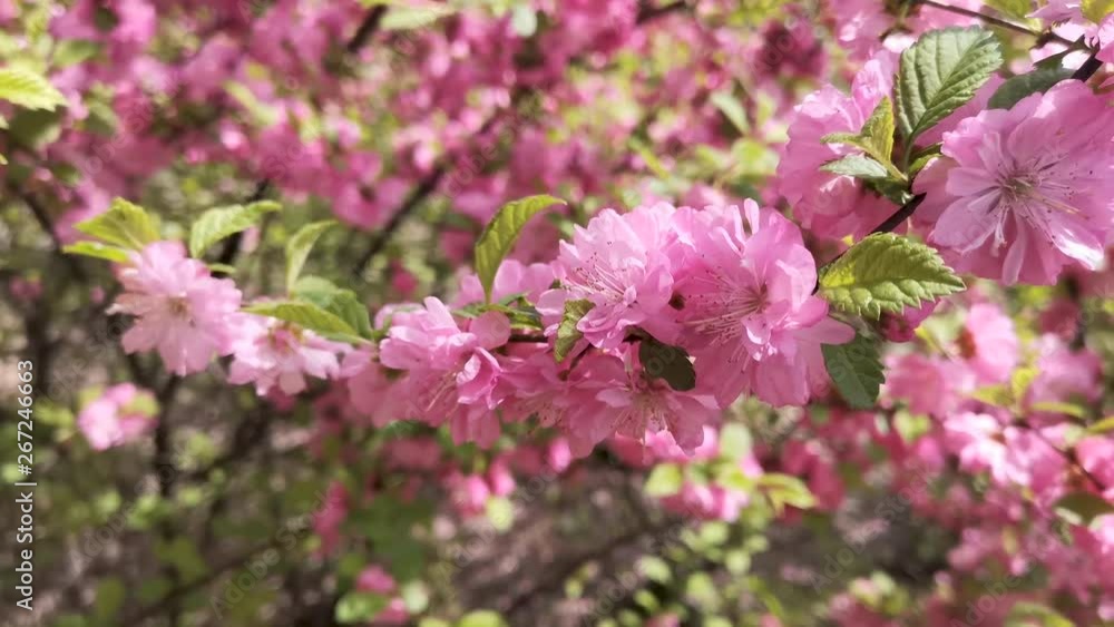Pink cherry blossoms on blurred background Pink cherry blossoms on blurred background