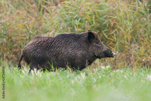 Side view of adult wild boar, sus scrofa, standing on a meadow in green grass in summer with blurred background. Low angle view of wild animal in nature.