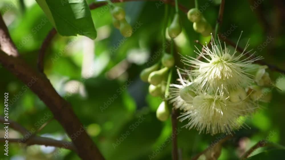 White flowers of the Rose apple on the tree , That sway in the wind. White flowers of the Rose apple on the tree , That sway in the wind.