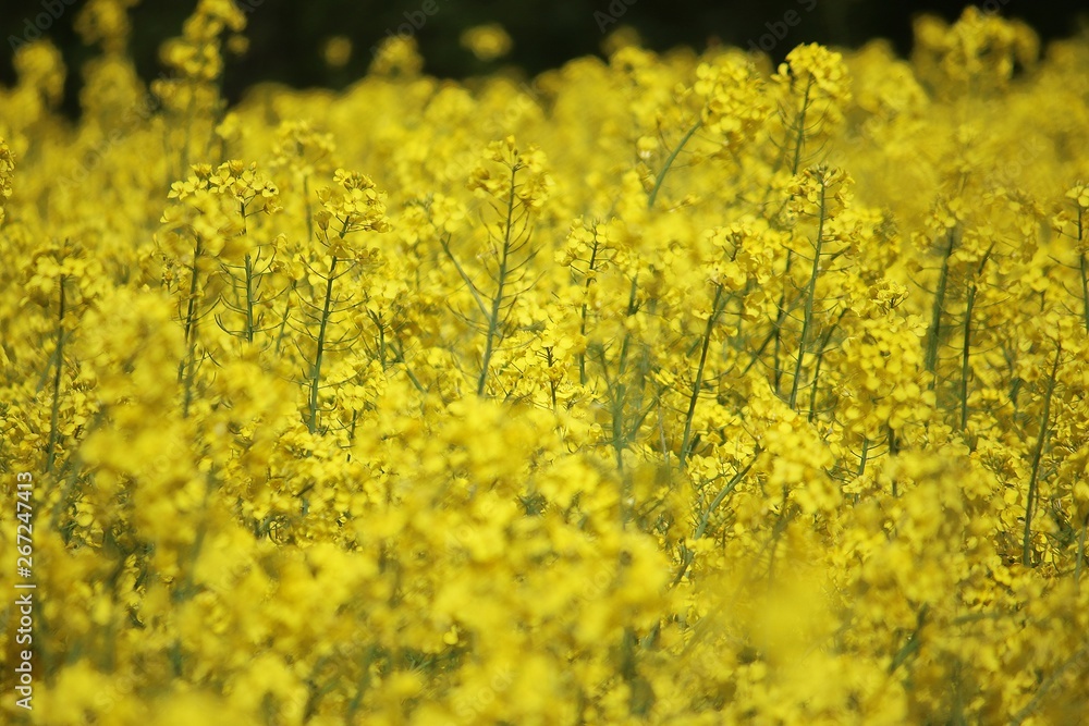 close up of a yellow rape seed field