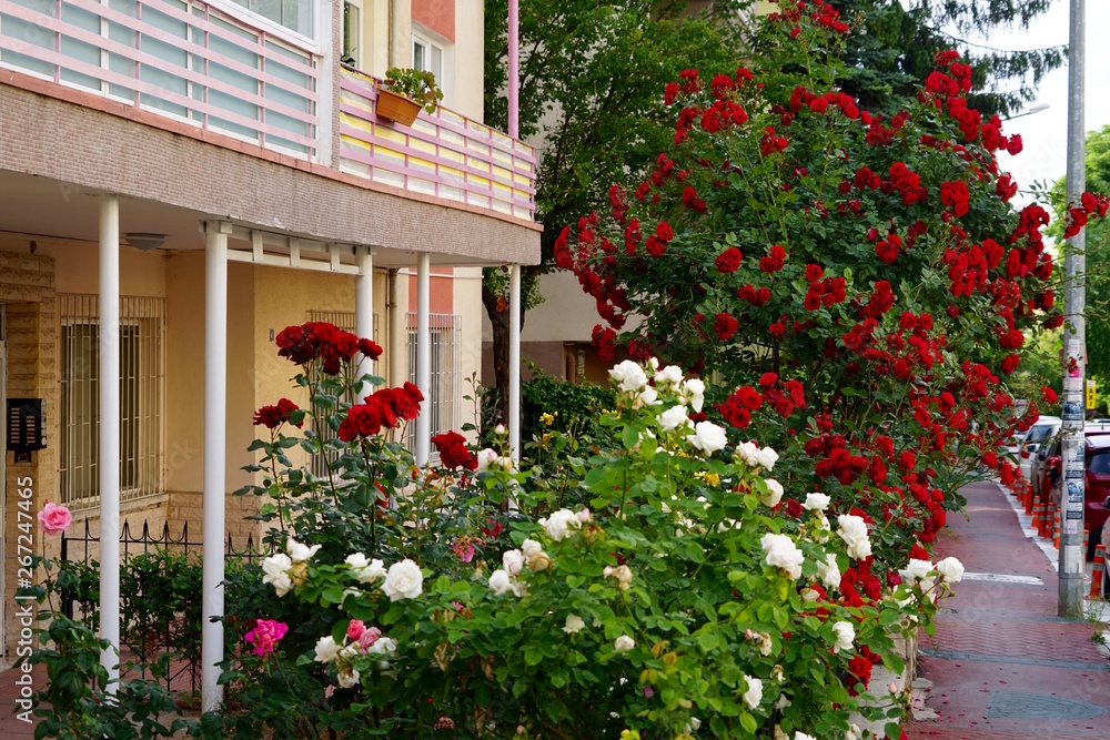 Straße in Ankara mit blühenden Rosen