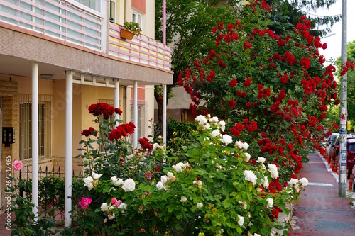 Straße in Ankara mit blühenden Rosen © Achim Wagner