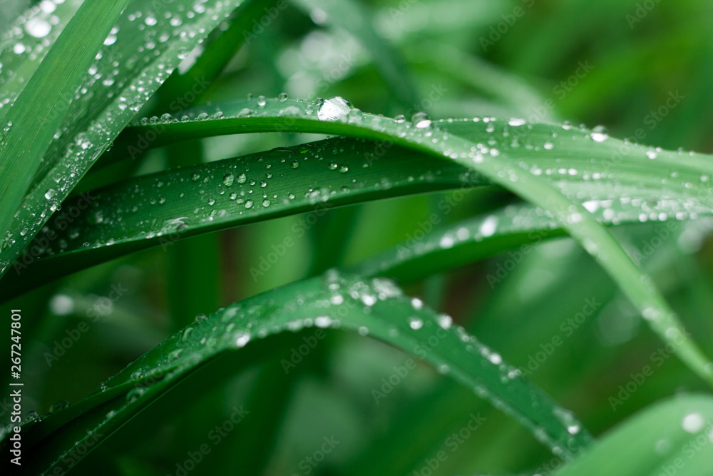 Grass background with water drops Grass background with water drops