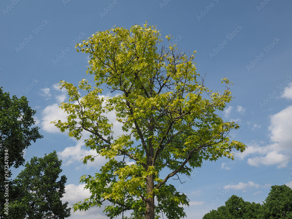 plane (Platanus) tree plane (Platanus) tree