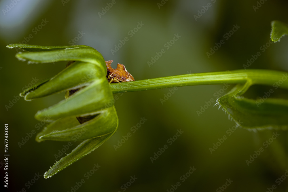 Entylia Treehopper insect perched on a yet-to-bloom wildflower Entylia Treehopper insect perched on a yet-to-bloom wildflower