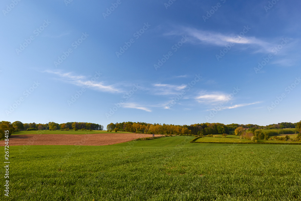 Green grassland of the Netherlands