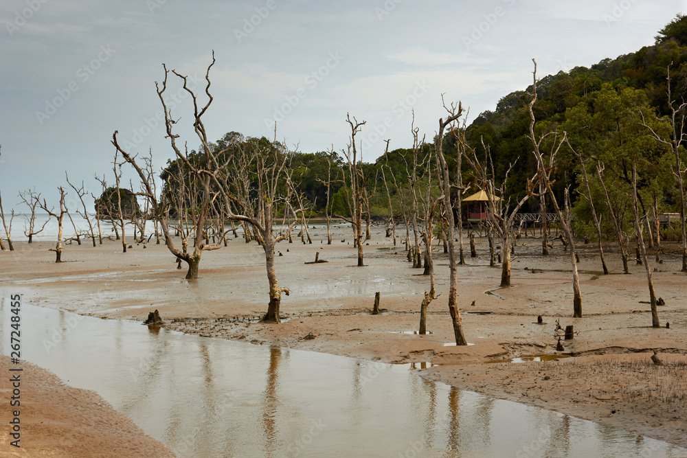 The beach of Bako National Park The beach of Bako National Park