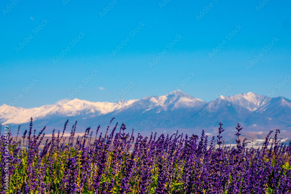 Lavender Field at Choei Lavender Farm (Hokkaido Tomita farm). Beautiful purple lavender field at furano in Hokkaido, Japan. Lavender field with snow mountain far away in the background with blue sky.