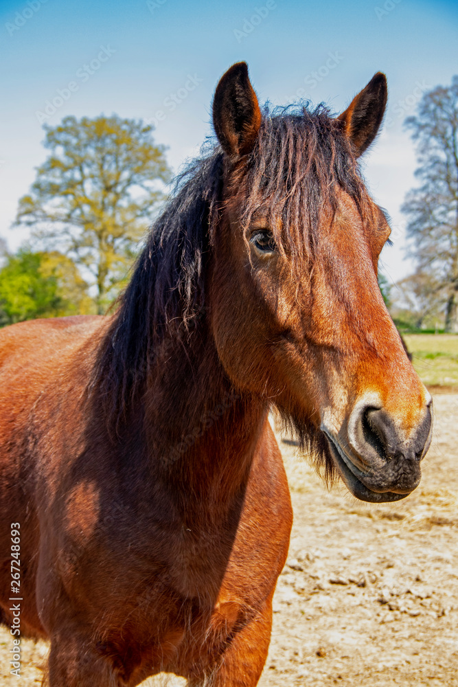 Fototapeta premium Cheval de trait français de face