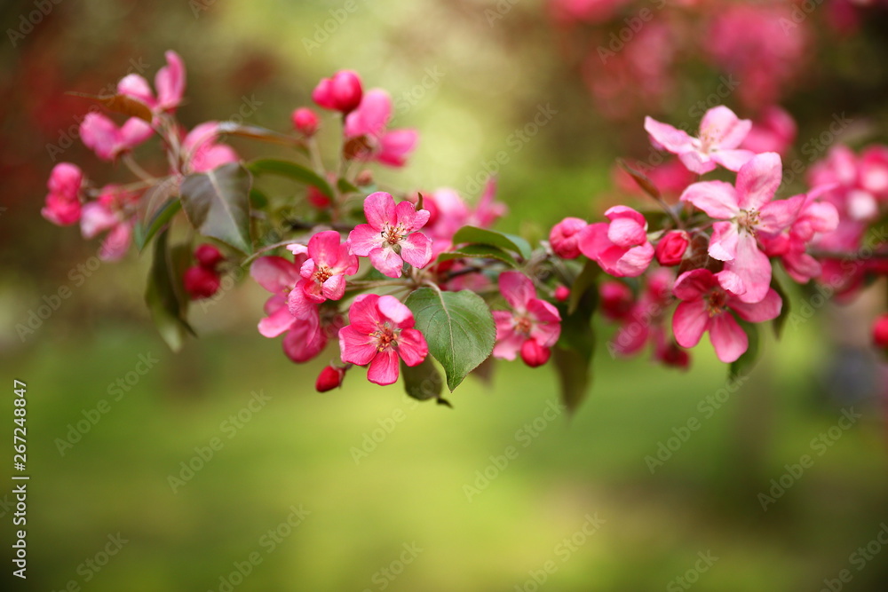 A branch of an apple tree with pink flowers blossoming in a park with green grass on a spring day, blurred background
