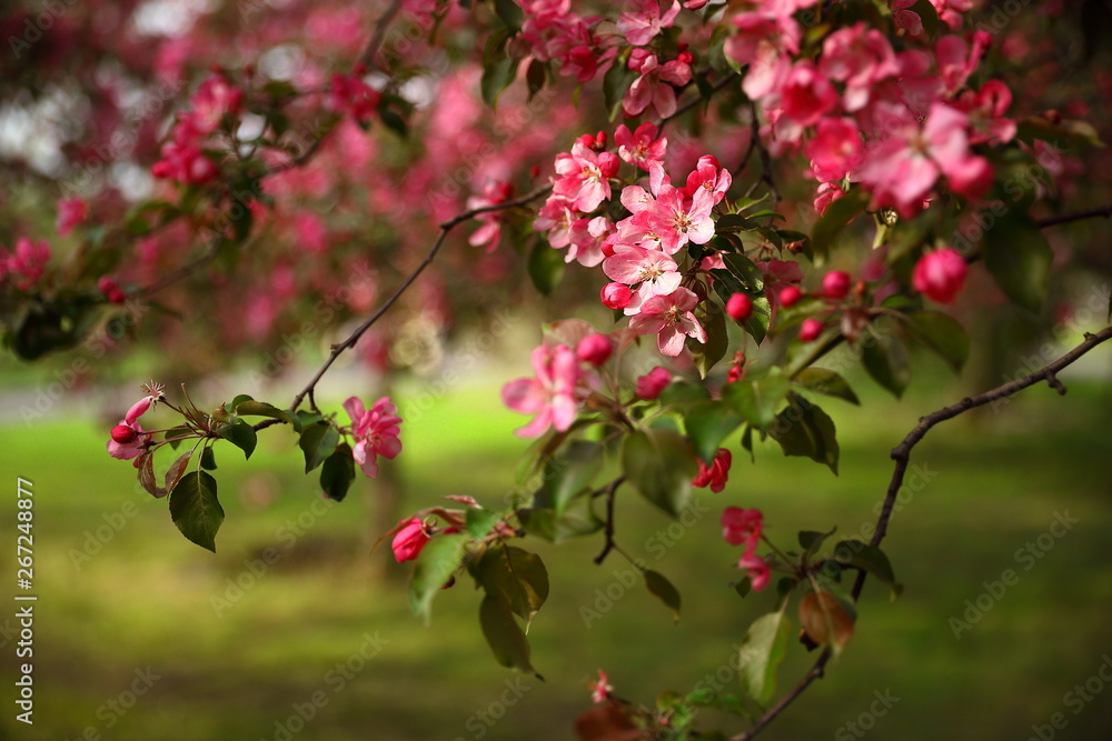 A branch of an apple tree with pink flowers blossoming in a park with green grass on a spring day A branch of an apple tree with pink flowers blossoming in a park with green grass on a spring day