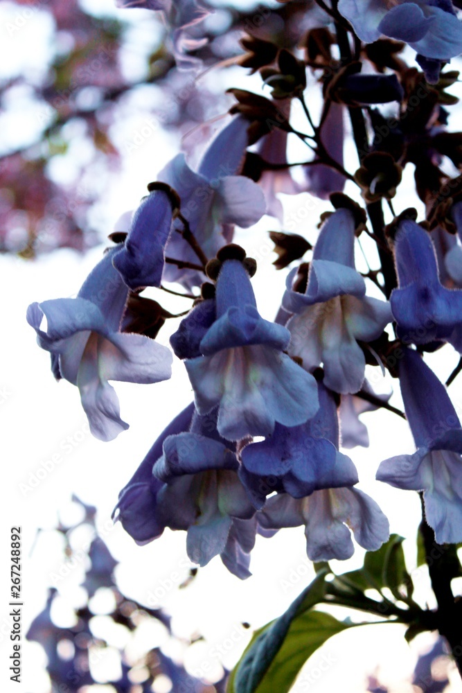 Flores de un árbol en forma de campanilla color lila en primavera Stock  Photo | Adobe Stock