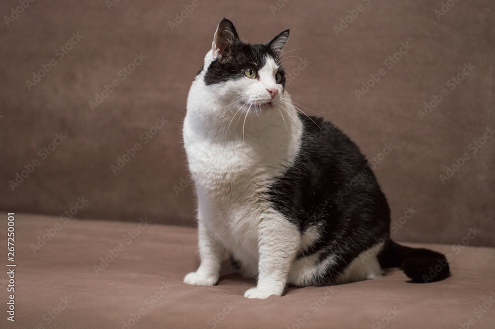 Big fat sad cat is sitting on chair looking away. Domestic pets, cat's food and diet concept. Copy space for text. Big fat sad cat is sitting on chair looking away. Domestic pets, cat's food and diet concept. Copy space for text.