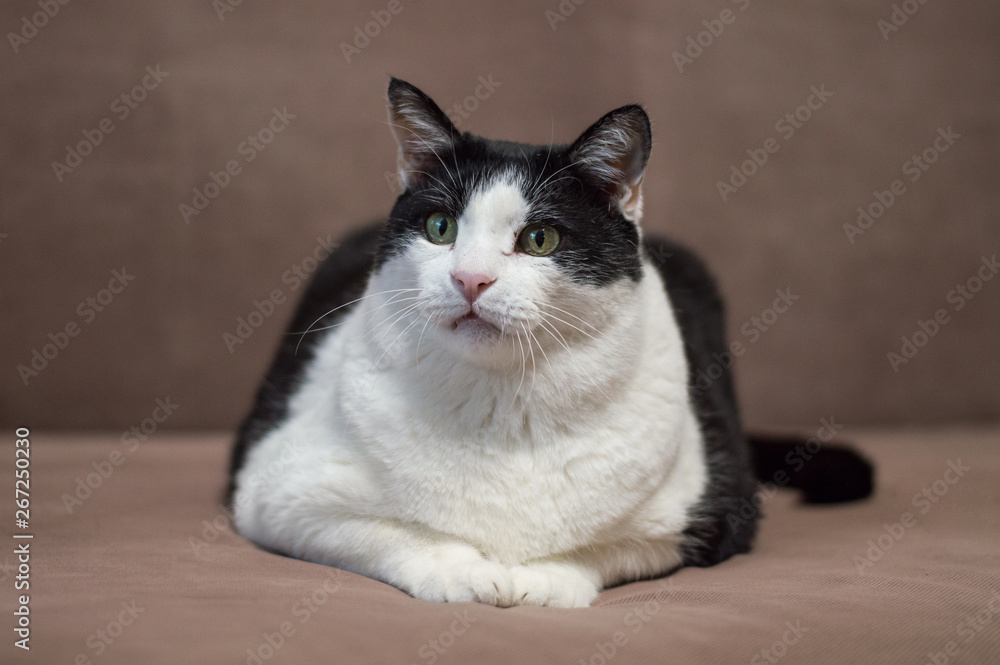 Cute overweight castrated cat is sitting on the sofa after eating. Cat food, disease and health care concept.