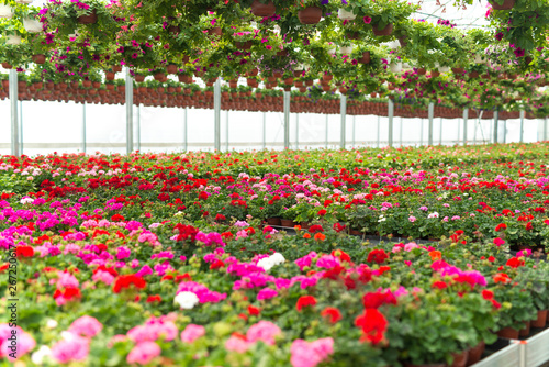 Fototapeta Naklejka Na Ścianę i Meble -  Flowers blossoming in plant greenhouse.