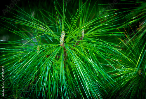 Green spikes pine leaves 