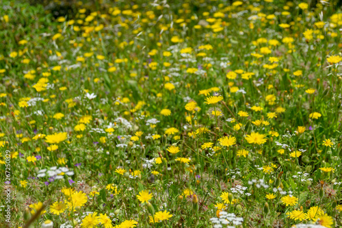 many white and yellow flowers in the field