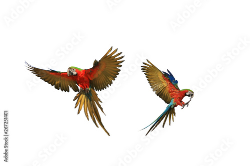 The flight characteristics of two macaw parrots.