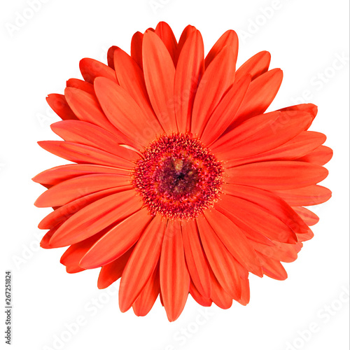 gerbera flower on a white isolated background. Closeup. For design.