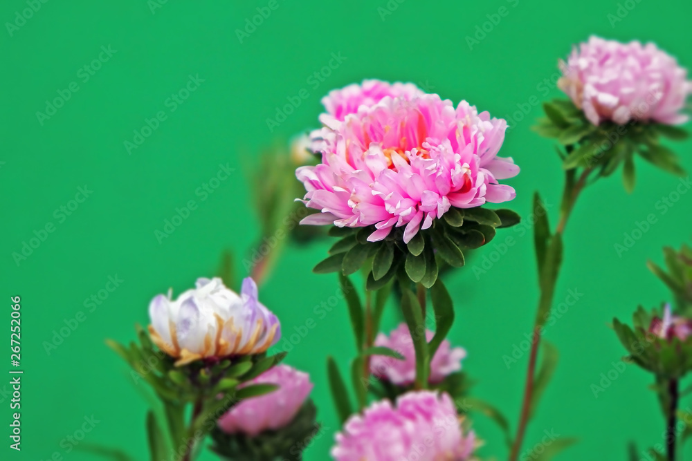 Fototapeta premium beautiful pink chrysanthemum on a green background