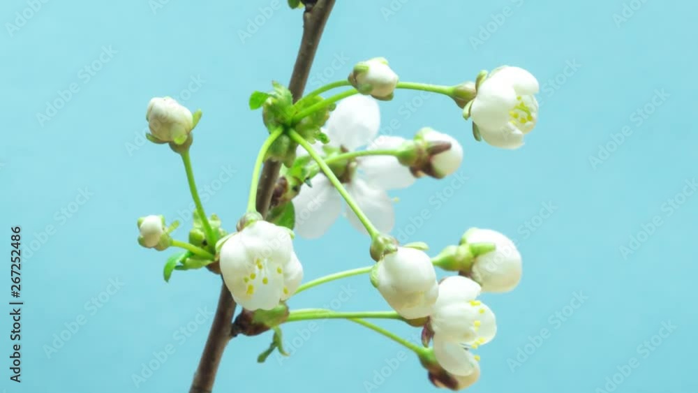 Beautiful white flowers of cherry blossom on a blue background. Flowering cherry tree, time lapse. Beautiful white flowers of cherry blossom on a blue background. Flowering cherry tree, time lapse.