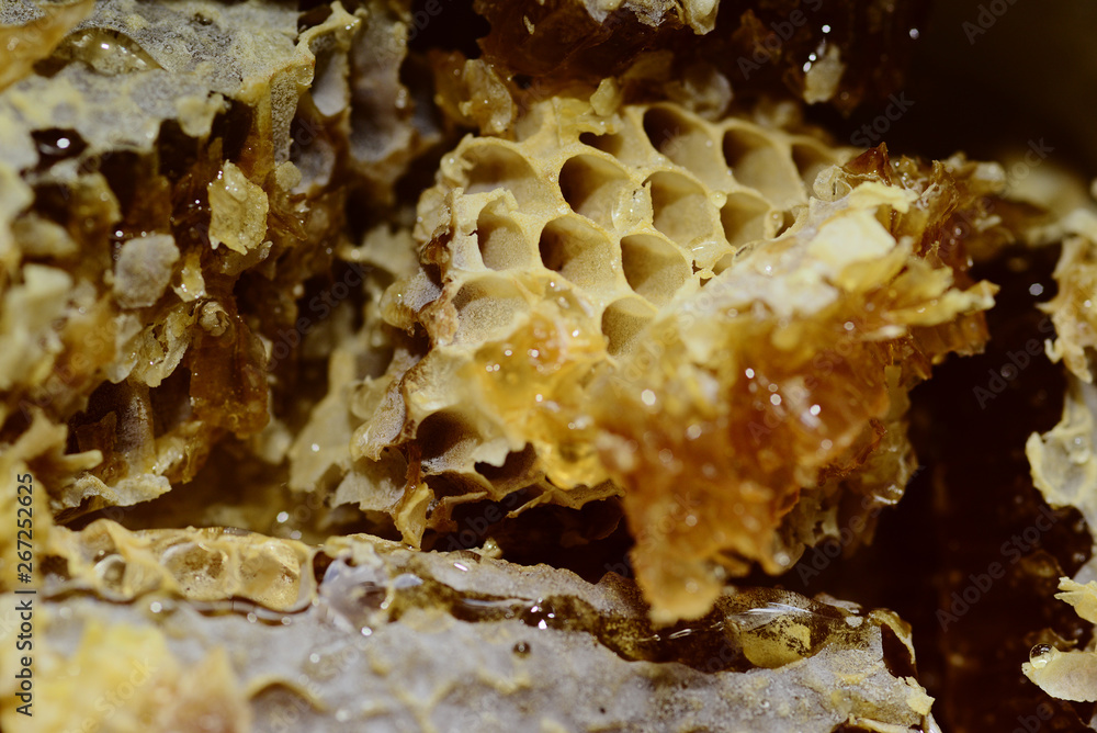 Fototapeta premium Honey and honeycomb close up