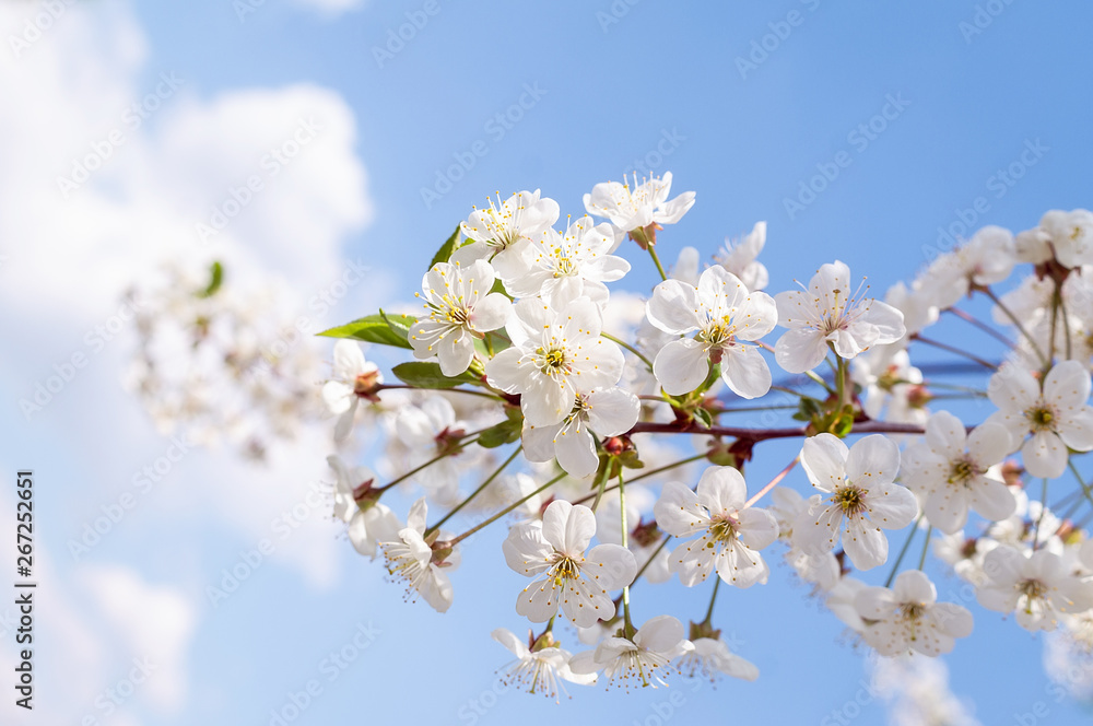 Cherry blossoms tree background