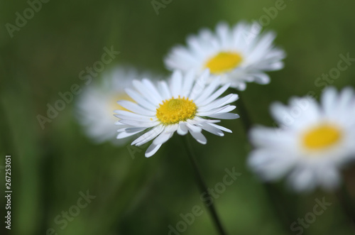 Daisy in the grass