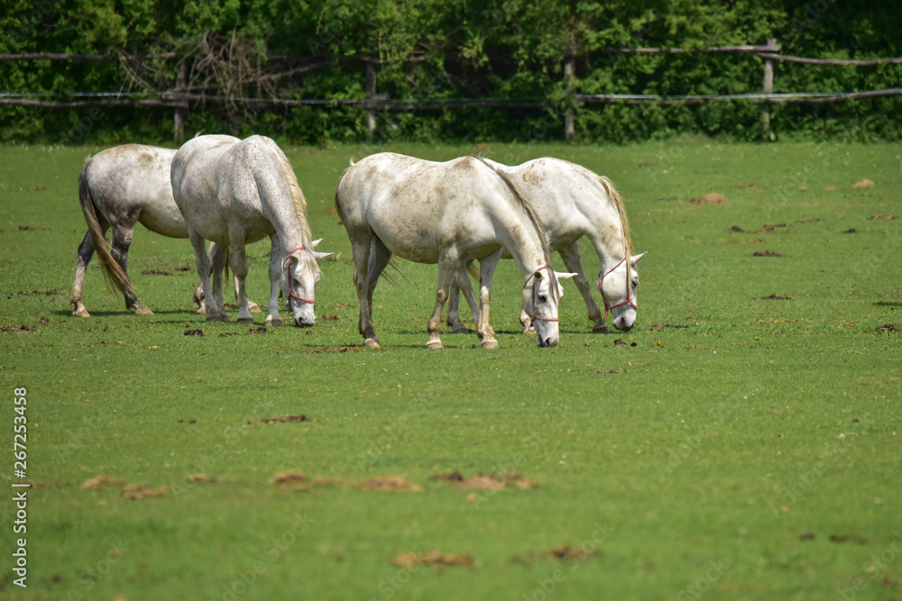 herd of horses grazing in a meadow herd of horses grazing in a meadow