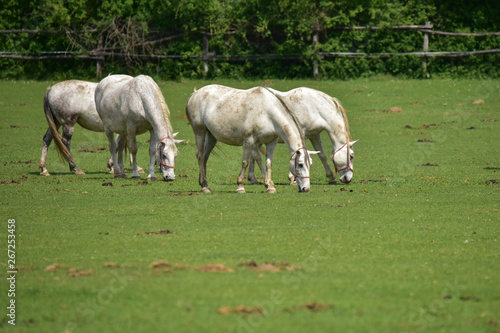 herd of horses grazing in a meadow