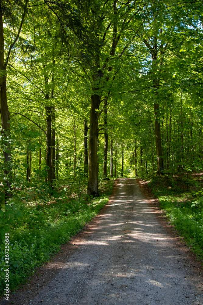 Spring forest on a sunny day