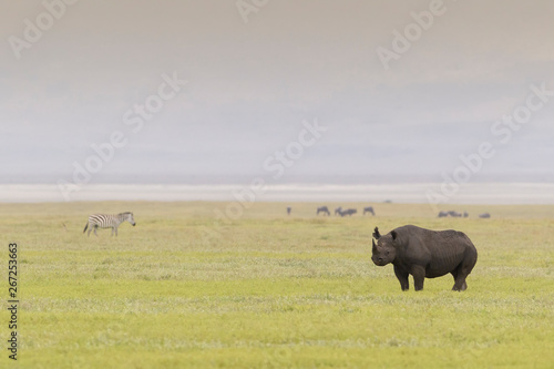 Black Rhinoceros (Diceros bicornis) standing on crater floor, Ngorongoro Crater national park, Tanzania