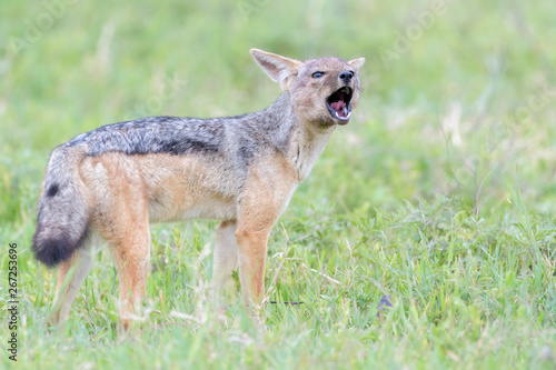 Black-backed jackal  Canis mesomelas  standing on savanna  calling partner  Ngorongoro crater national park  Tanzania