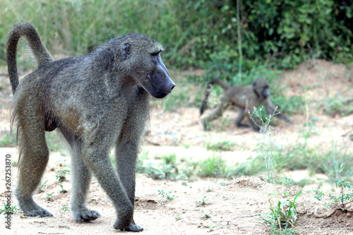 Photography Baboon monkey with cub