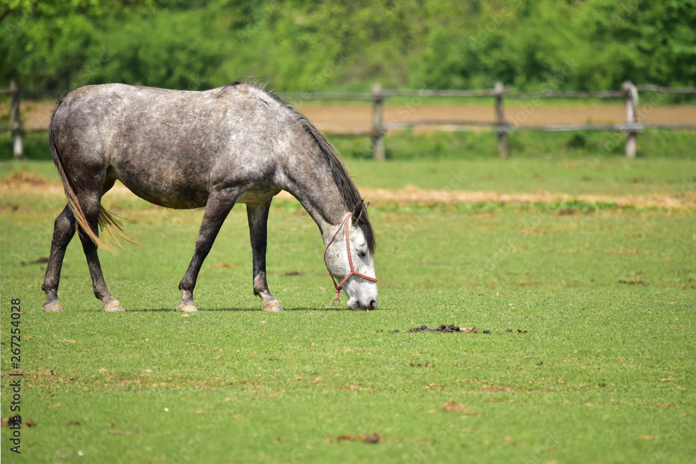Obraz premium Grey horse on the farm