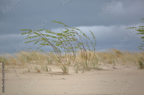 Wydma na plaży nad morzem bałtyckim, rzadka sucha roślinność smagana silnym wiatrem, na tle ciemnoniebieskiego pochmurnego nieba