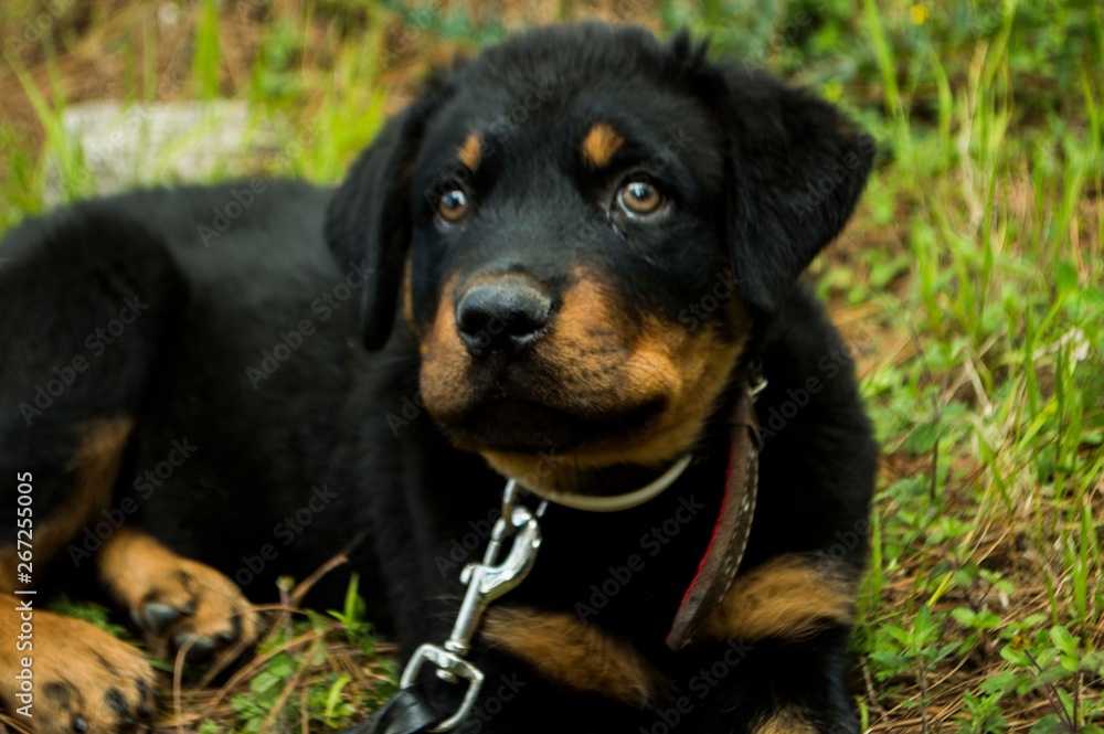 puppy puppy