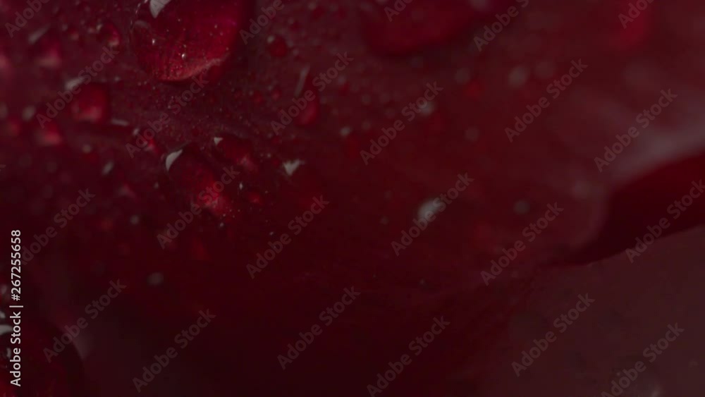 Abstract super macro flower with drops of water, shallow depth of field, vertical panning Abstract super macro flower with drops of water, shallow depth of field, vertical panning