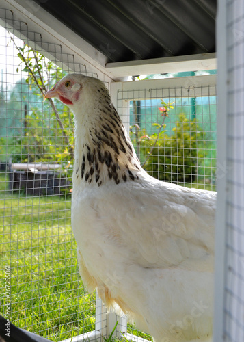 A hen house or chicken coop with white hen