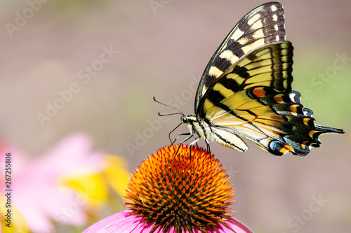 Yellow eastern tiger swallowtail butterfly on the top of a cone flower with plain background photo