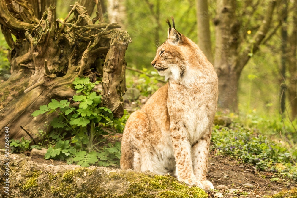 Close up portrait of European Lynx sitting and resting in spring landscape in natural forest habitat, lives in forests, taiga, steppe and tundra, beautiful predator, wild cat animal in captivity, zoo Close up portrait of European Lynx sitting and resting in spring landscape in natural forest habitat, lives in forests, taiga, steppe and tundra, beautiful predator, wild cat animal in captivity, zoo