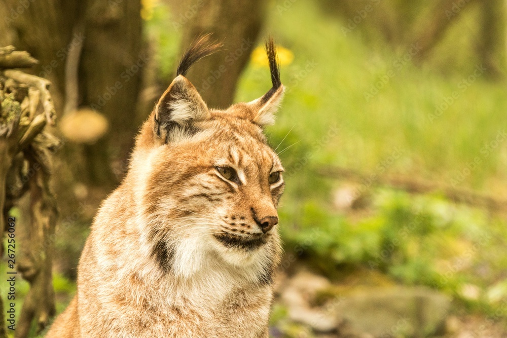Close up portrait of European Lynx resting in spring landscape in natural forest habitat, lives in forests, taiga, steppe and tundra, animal in captivity, zoo Close up portrait of European Lynx resting in spring landscape in natural forest habitat, lives in forests, taiga, steppe and tundra, animal in captivity, zoo