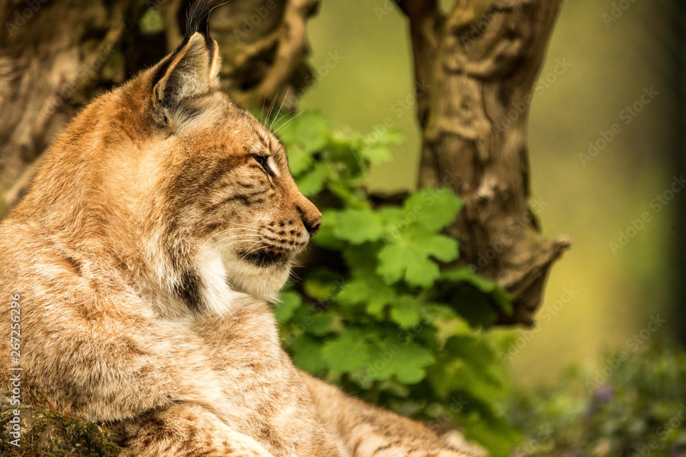 Fototapeta premium Close up portrait of European Lynx resting in spring landscape in natural forest habitat, lives in forests, taiga, steppe and tundra, animal in captivity, zoo