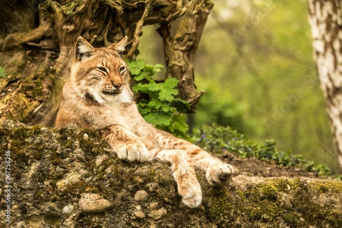Photography Close up portrait of European Lynx lying and resting in spring landscape in natu