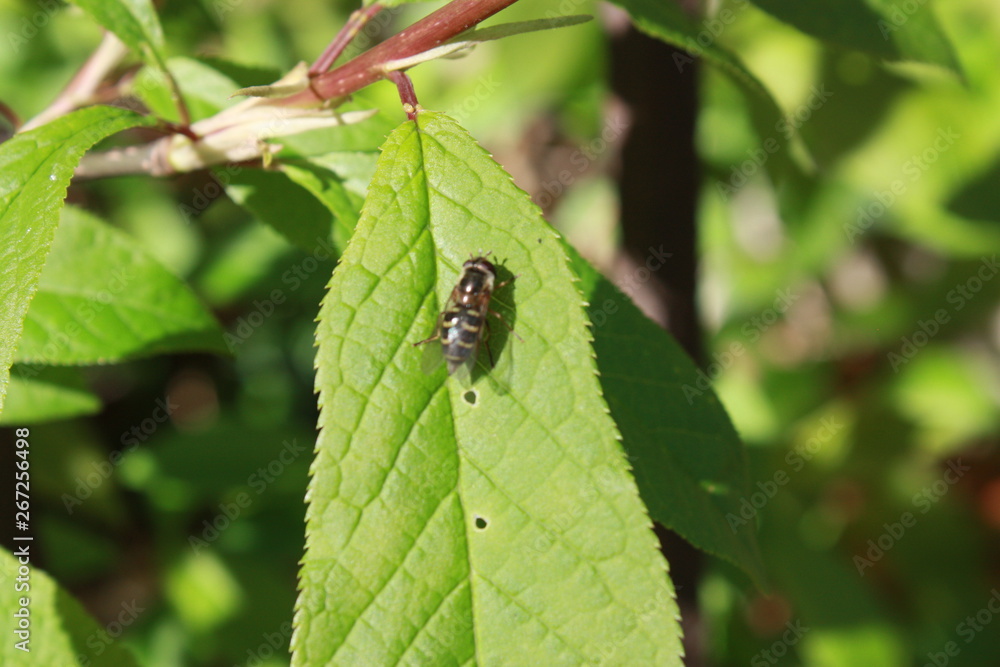 bee sitting on a green leaf of a Bush bee sitting on a green leaf of a Bush