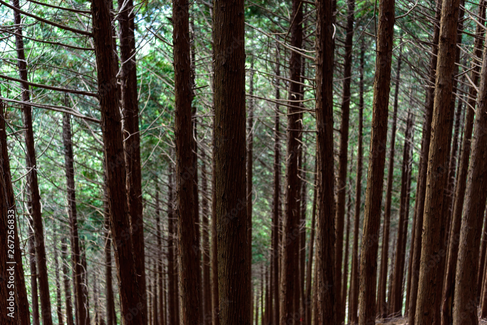 Obraz premium 生い茂る木々