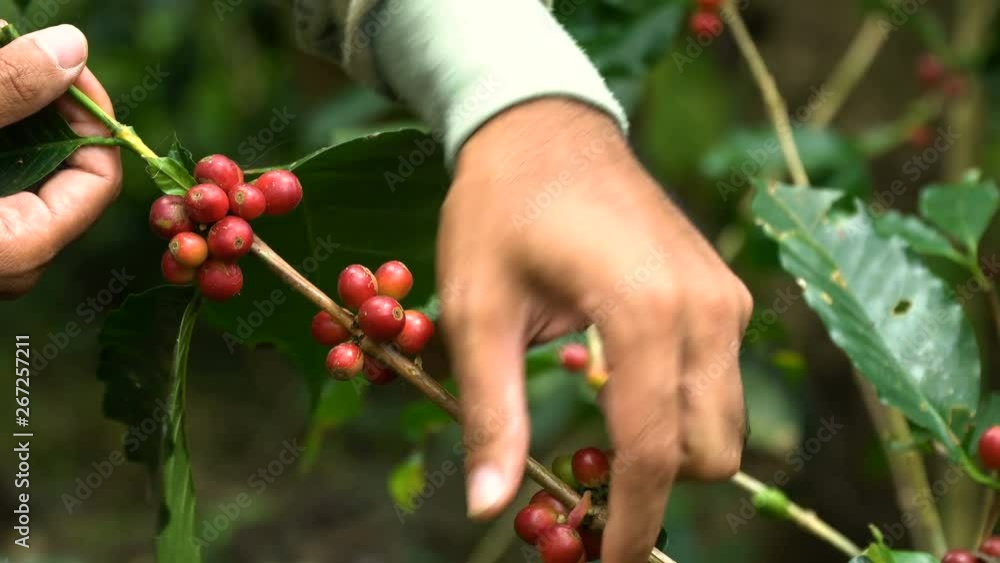 Hand picking coffee beans from branch of coffee plant Hand picking coffee beans from branch of coffee plant